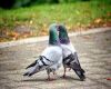 courting pigeons on ground