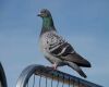 a feral pigeon