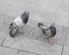 healthy pigeon pair