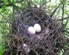 a large pigeon nest