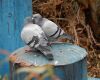 male female pigeon