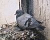 pigeon nest