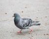 pigeon on ground