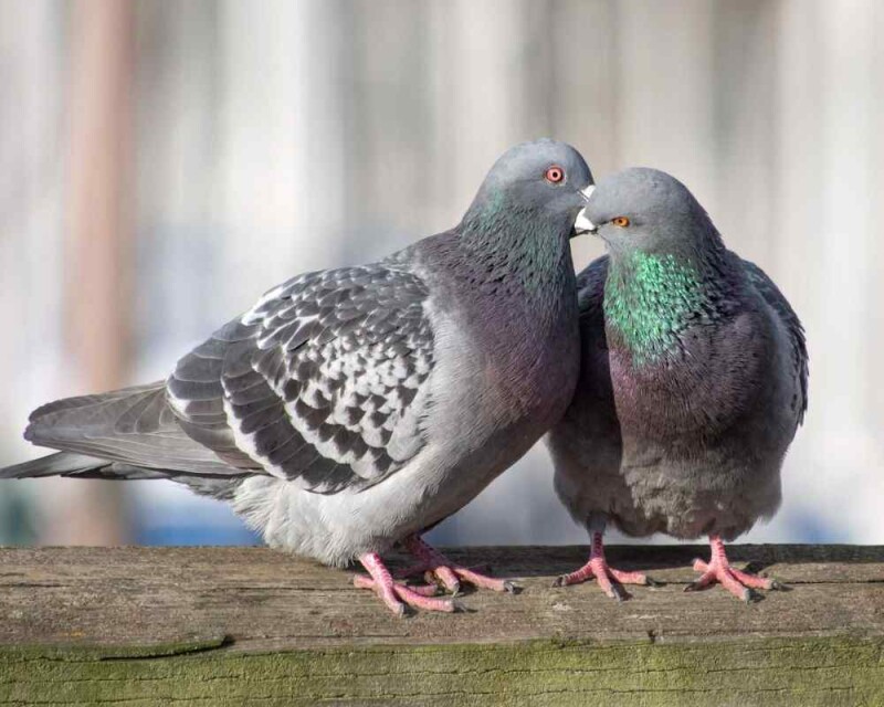 Do Pigeons Mate for Life? Birds True Love