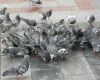 pigeons eating