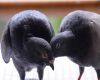 pigeons kissing