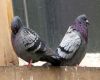 pigeons looking away