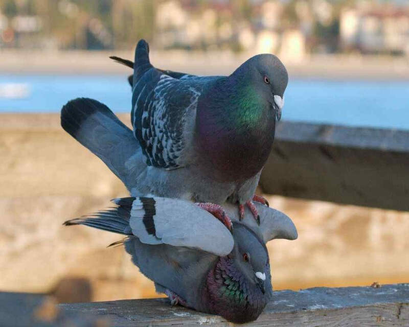 Do Pigeons Mate for Life? Birds True Love