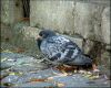 a sad pigeon