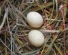 two pigeon eggs