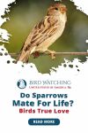 Do Sparrows Mate for Life? Birds True Love Thumbnail