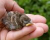 a baby sparrow