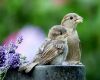 couple of sparrows sitting together