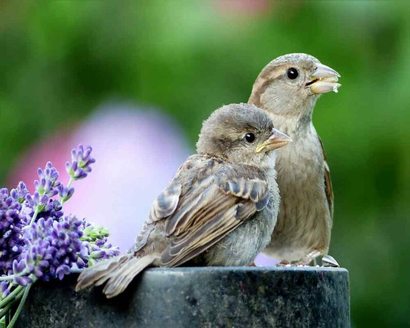 Do Sparrows Mate for Life? Birds True Love