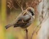 a plumped up sparrow sitting on a branch