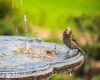 sparrow near a birdbath