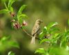 sparrow sitting on a branch