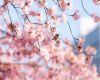 a small sparrow is sitting near a cherry blossom tree