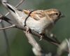 a sparrow bird