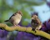 two sparrows sitting on a branch