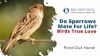 Do Sparrows Mate for Life? Birds True Love Thumbnail
