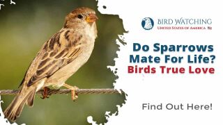 sparrows mate birdwatchingusa