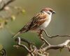 sparrow sitting on a tree branch