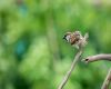 a house sparrow perching on tree branch