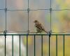 sparrow perched on a railing