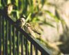 two brown sparrows enjoying the sun