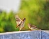 two sparrow sitting on a concrete beam