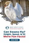 Can Swans Fly? Height, Speed, & 22 More Fun Facts! Thumbnail