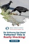 Do Vultures Eat Dead Vultures? This is Really Shocking! Thumbnail