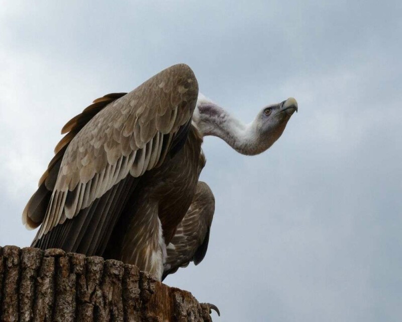 Do Vultures Eat Dead Vultures? This is Really Shocking!