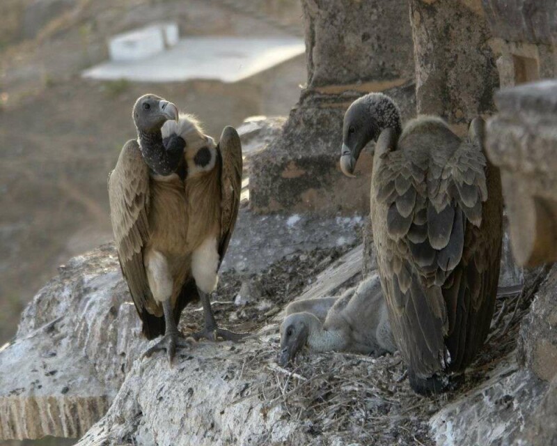 Vultures Delicious Delicacy Or Dangerous Dish - thslqux