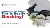 Do Vultures Eat Dead Vultures? This is Really Shocking! Thumbnail