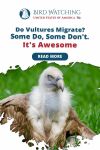 Do Vultures Migrate? Some Do, Some Don't. It's Awesome Thumbnail