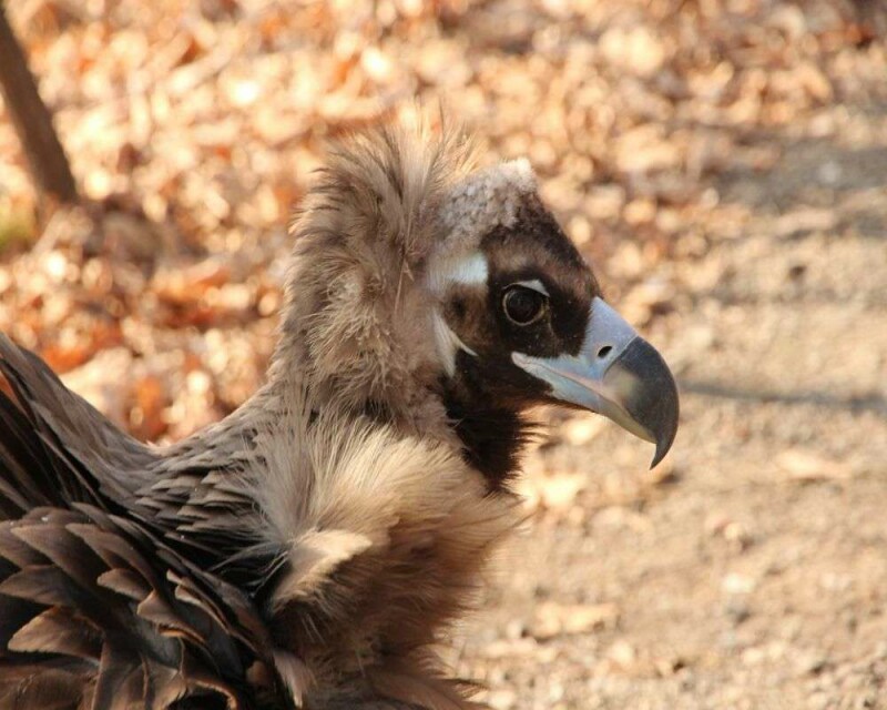 Do Vultures Migrate? Some Do, Some Don't. It's Awesome