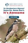 Do Woodpeckers Migrate? Some Do, Some Don't. It's Awesome Thumbnail
