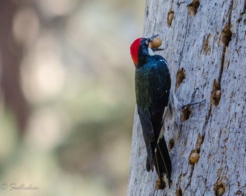 Do Woodpeckers Migrate? Some Do, Some Don't. It's Awesome