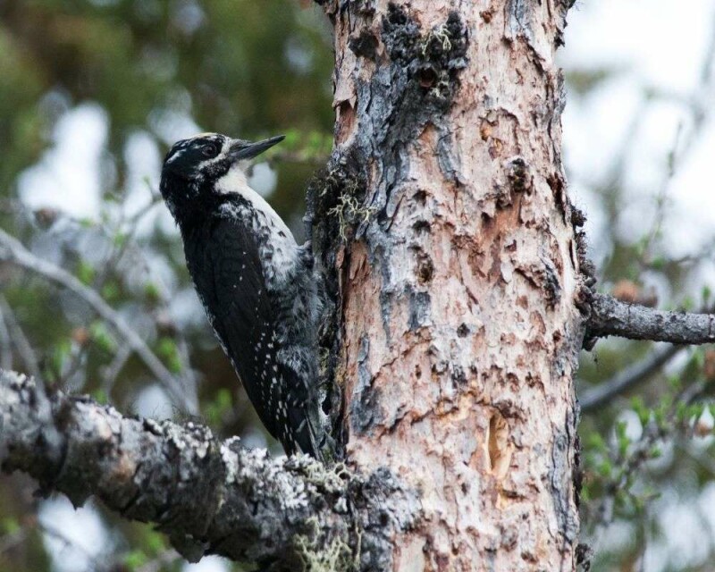 Do Woodpeckers Migrate? Some Do, Some Don't. It's Awesome