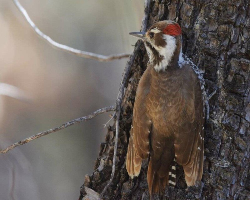 Do Woodpeckers Migrate? Some Do, Some Don't. It's Awesome