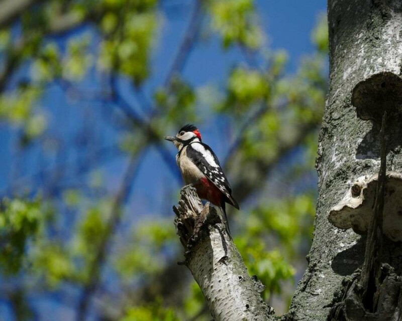 Do Woodpeckers Migrate? Some Do, Some Don't. It's Awesome