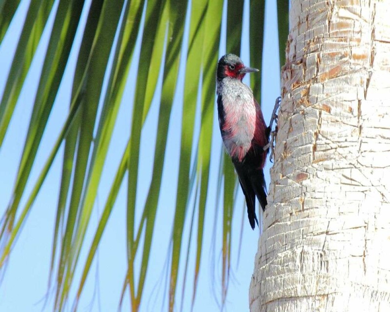 Do Woodpeckers Migrate? Some Do, Some Don't. It's Awesome