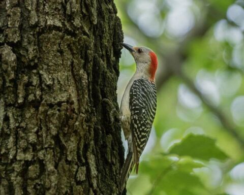 Do Woodpeckers Migrate? Some Do, Some Don't. It's Awesome
