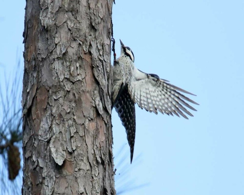 Do Woodpeckers Migrate? Some Do, Some Don't. It's Awesome