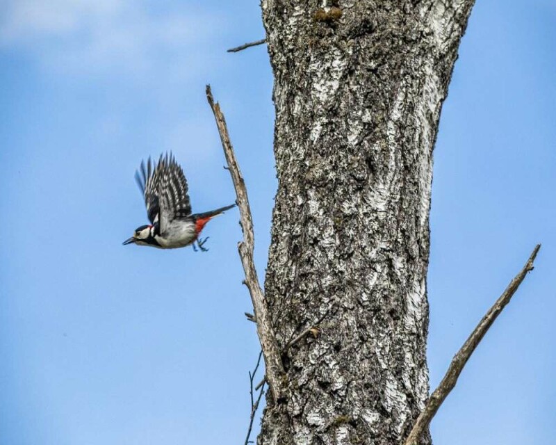 Do Woodpeckers Migrate? Some Do, Some Don't. It's Awesome