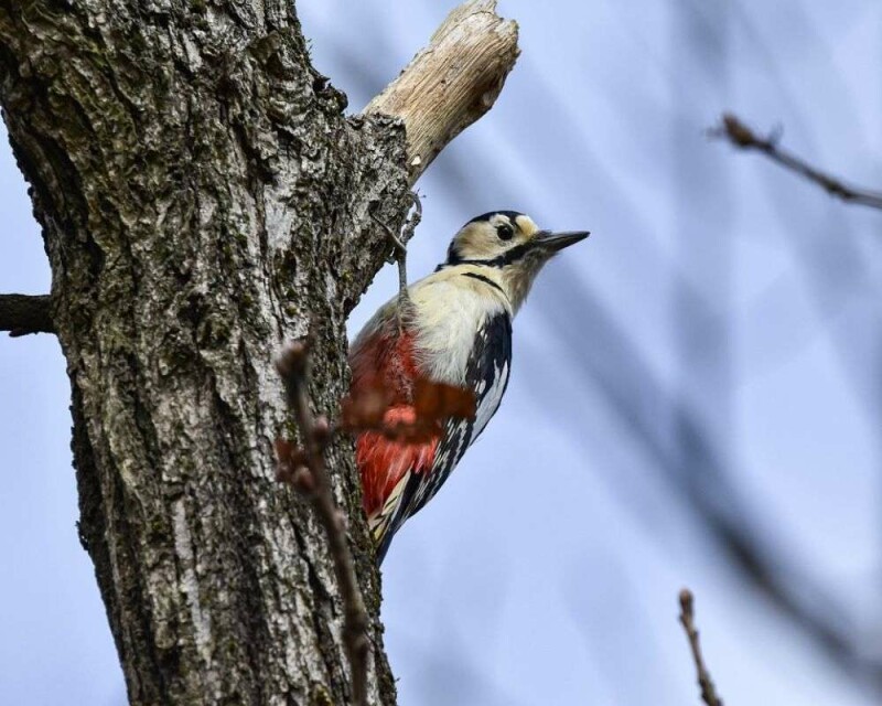 Do Woodpeckers Migrate? Some Do, Some Don't. It's Awesome
