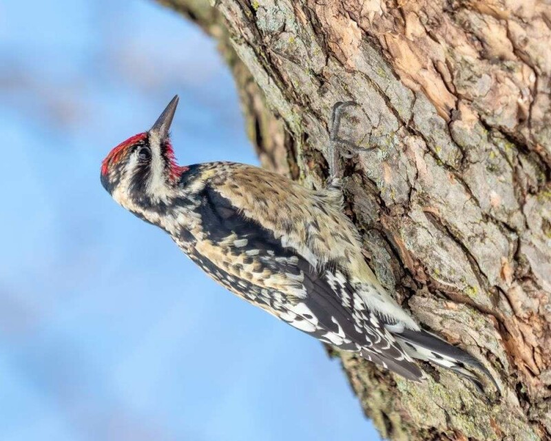 Do Woodpeckers Migrate? Some Do, Some Don't. It's Awesome