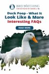 Duck Poop: What It Looks Like & More Interesting FAQs Thumbnail